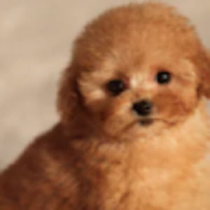 Meet your Posher, Akira